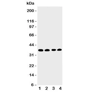 EIF2S1 Antibody - image 1