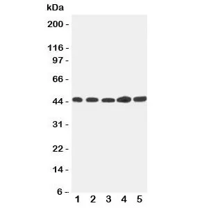 Hepsin Antibody - image 1