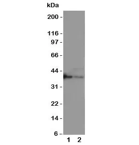 MBD1 Antibody - image 1