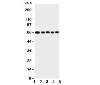 MBD4 Antibody - image 1