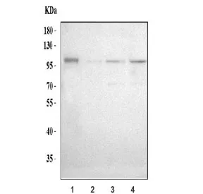 ADAM19 Antibody - image 1