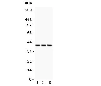 CXCR6 Antibody - image 1