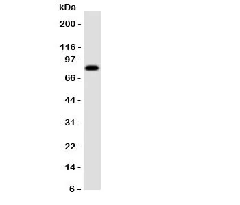 Proprotein Convertase 4 Antibody - image 1
