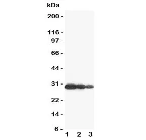 Aquaporin 6 Antibody - image 1