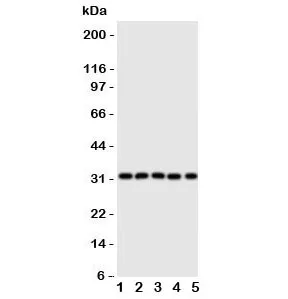 Aquaporin 9 Antibody - image 1