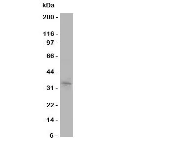 Aquaporin 10 Antibody - image 1