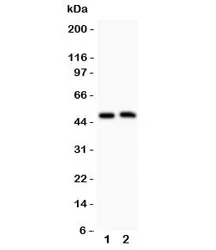 Aquaporin 0 Antibody - image 1