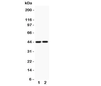 RUNX3 Antibody - image 1