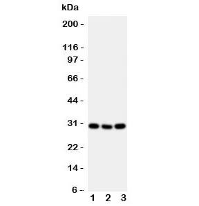 OX40 Antibody / CD134 - image 1