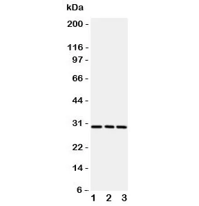 OX40 Antibody / CD134 - image 1