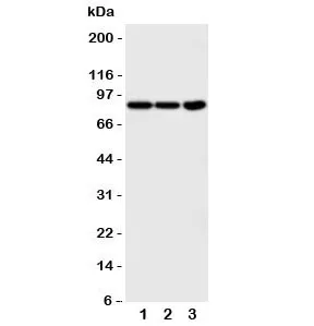 TrkA Antibody (NTRK1) - image 1