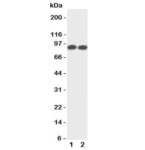 TrkA Antibody (NTRK1) - image 1