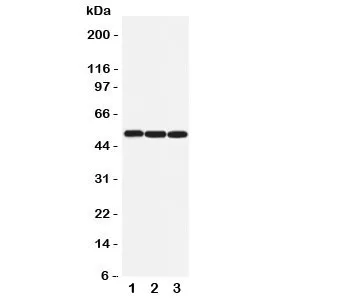 Beta Arrestin 1 Antibody - image 1