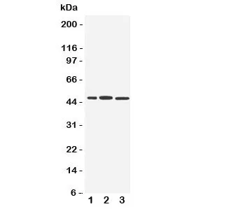 IRF8 Antibody - image 1