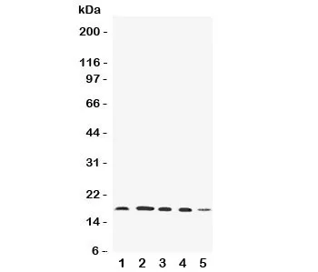 FAT10 Antibody - image 1