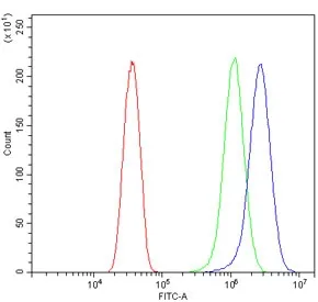 ATG7 Antibody - image 1