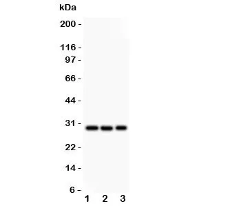 CSEN Antibody - image 1