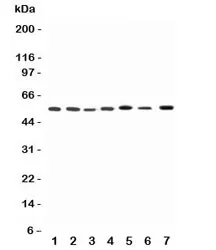 Kv1.1 Antibody - image 1