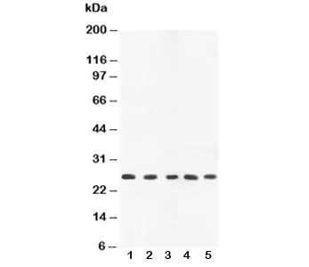 TNFa Antibody - image 1