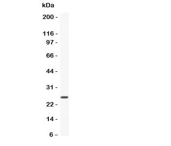 CNTF Antibody - image 1