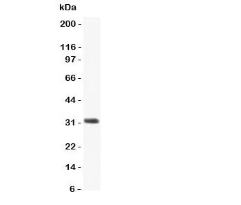 CCL3 Antibody - image 1