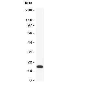 PARC Antibody (CCL18) - image 1