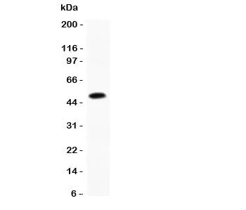 CCL7 Antibody (MCP3) - image 1