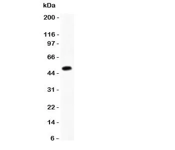 Chymase Antibody - image 1