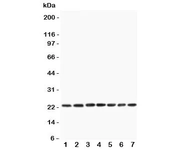CNTF Antibody - image 1