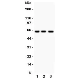 RELA Antibody NF-kB p65 - image 1
