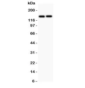 CD45 Antibody - image 1