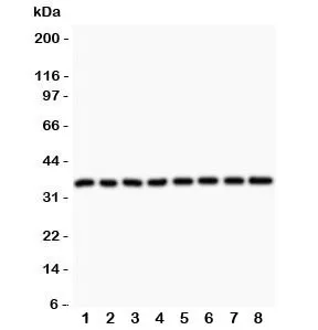 Cyclin D3 Antibody - image 1