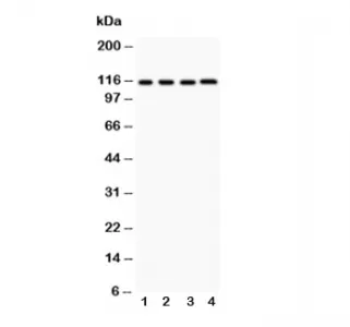 NALP3 Antibody (NLRP3) - image 1