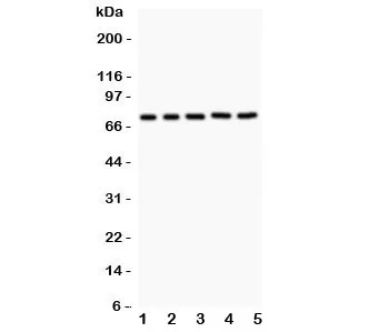 RIP1 Antibody - image 1