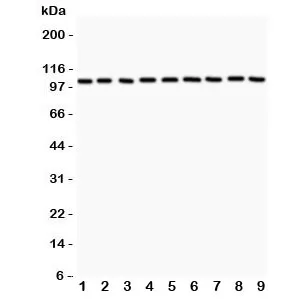 Alpha Catenin Antibody - image 1