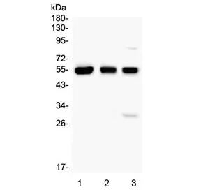 RUNX1 Antibody - image 1
