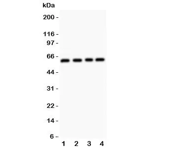 RUNX2 Antibody - image 1