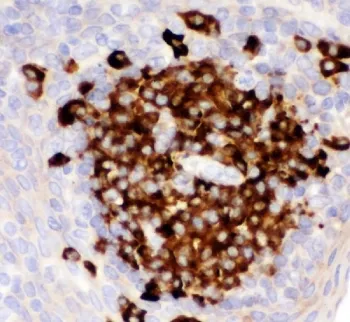 CD82 Antibody - image 1