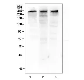 p300 Antibody (KAT3B) - image 1