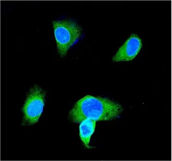 GSTP1 Antibody - image 1