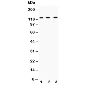 HIF-1-alpha Antibody - image 1