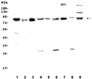MAD1 Antibody - image 1