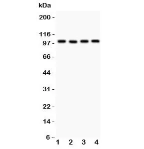 TRPC7 Antibody - image 1