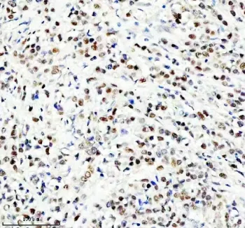 NEDD9 Antibody - image 1