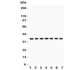 IkBa Antibody - image 1