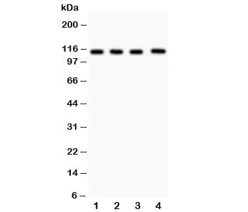 Neuropilin 1 Antibody - image 1