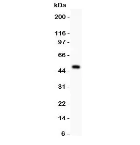 P2X5 Antibody - image 1