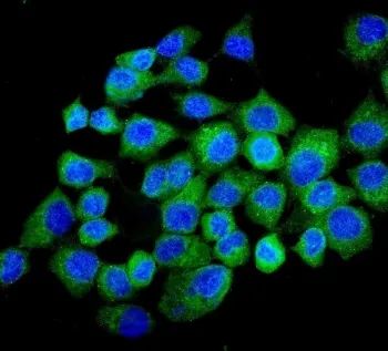 NMI Antibody - image 1