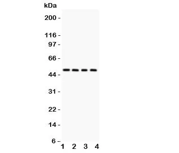 Alpha 1 Antitrypsin Antibody - image 1