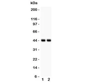 RUNX3 Antibody - image 1